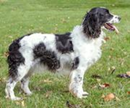 Grooming & Care - English Springer Spaniel Club of Canada